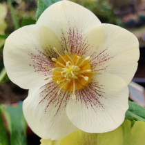 Hunyor 'Single Yellow'