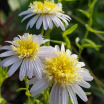Japán őszirózsa 'Hortensis'
