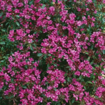 Korai kakukkfű 'Creeping Red'