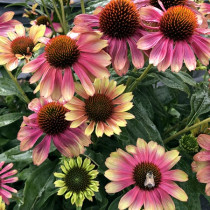 Kasvirág 'Pink Lemonade'