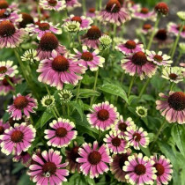 Kasvirág 'Prairie Blaze Vintage Lime'