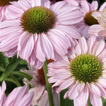 Kasvirág 'Sunseekers Blush'