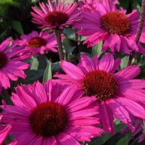 Kasvirág 'Pale Purple'