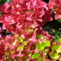 Kerti hortenzia 'Red Baron' 