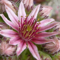 Kövirózsa 'Rosa Mädchen'