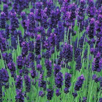 Levendula sötétlila 'Hidcote Dark Blue' 