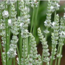 Levendula x 'Edelweiss'