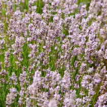 Levendula, rózsaszín 'Rosea'