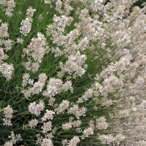 Levendula, fehér 'White Fragrance'