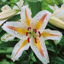 Liliom 'Garden Party'