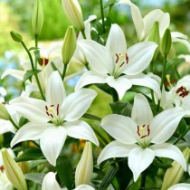 Liliom 'Happy Ice'