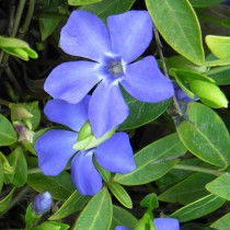 Örökzöld meténg 'Flower Power'