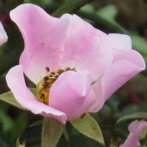 Rózsaszín talajtakaró rózsa 'Nozomi'