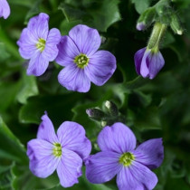 Kerti pázsitviola 'Axcent Light Blue'