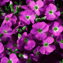 Kerti pázsitviola 'Axcent Lilac'
