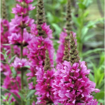 Réti füzény 'Pink Blush'