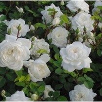 Fehér talajtakaró rózsa - 'Alba Meillandina'