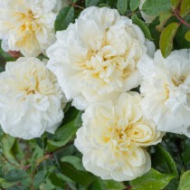 Fehér történelmi futó-kúszó rózsa - 'Alberic Barbier'
