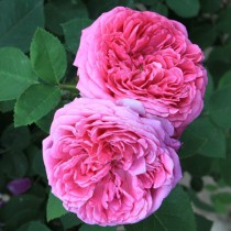 Vörös történelmi rózsa - 'Aurelia Liffa'