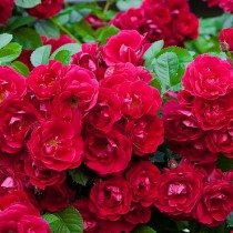 Piros talajtakaró rózsa - 'Fairy Rouge'