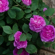 Lila történelmi rózsa - 'Himmelsauge'
