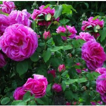 Élénk rózsaszín történelmi rózsa - 'Madame Isaac Pereire'
