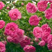 Rózsaszín történelmi futó-kúszó rózsa - 'Minnehaha'