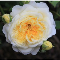 Halványsárga romantikus rózsa - 'The Pilgrim'
