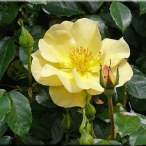 Sárga talajtakaró rózsa  - 'Pimprenelle'