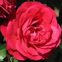 Vörös ágyásrózsa - 'Pompadour Red'