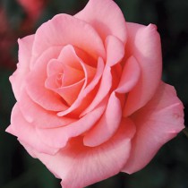 Rózsaszín törperózsa - 'Rennie's Pink