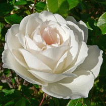 Fehér bokor rózsa - 'Schneewittchen'