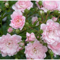 Halványrózsaszín talajtakaró rózsa - 'The Fairy' 