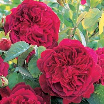 Vörös történelmi rózsa 'Trompeter von Säckingen'