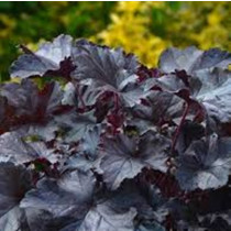 Tűzgyöngyvirág 'Black Beauty'