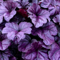 Tűzgyöngyvirág 'Wildberry'