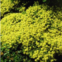 Sárga virágú varjúháj 'Aureum'