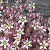 Varjúháj 'Silver Rose'