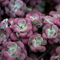 Varjúháj 'Purpureum'
