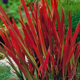 Alangfű 'Red Baron'