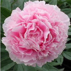 Illatos bazsarózsa rózsaszín 'Sarah Bernhardt' 