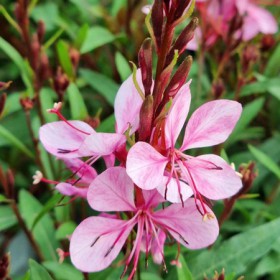 Évelő díszgyertya 'Lillipop Pink'