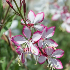 Évelő díszgyertya 'Rosy Jane'