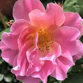 Rózsa alacsony pink 'Lovely Pink' szépséghibás