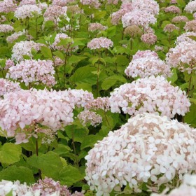 Cserjés hortenzia 'Candybelle Marshmallow' 3l