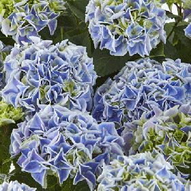 Kerti hortenzia 'Candy Blue'