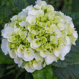 Kerti hortenzia 'Ice Girl'