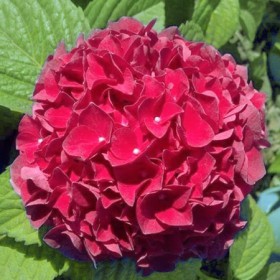 Kerti hortenzia 'Red Power'