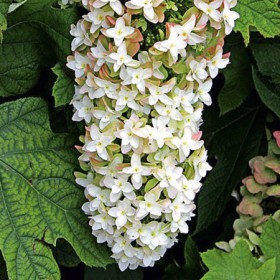 Tölgylevelű hortenzia 'Snow Giant'