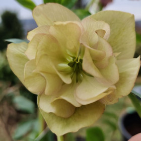 Hunyor 'Double Ellen Yellow'